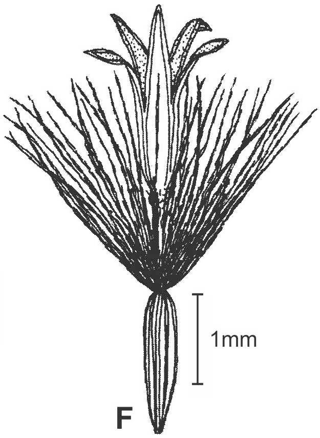 Solidago arguta frt drawing JCS