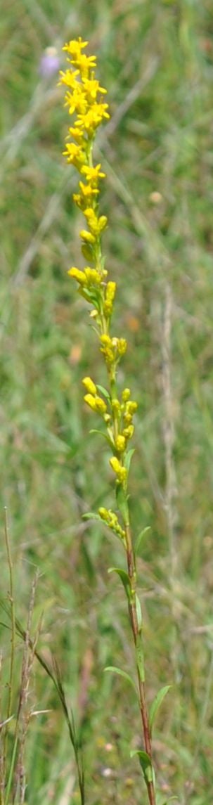 Solidago austrina S 11857 infl