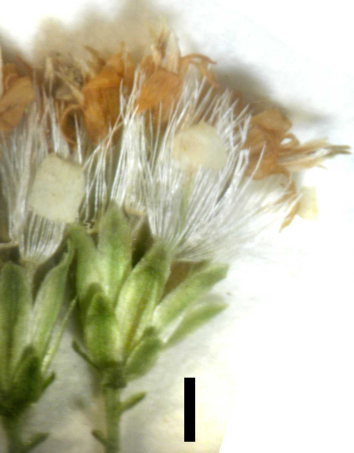 Solidago zedia hd holotype