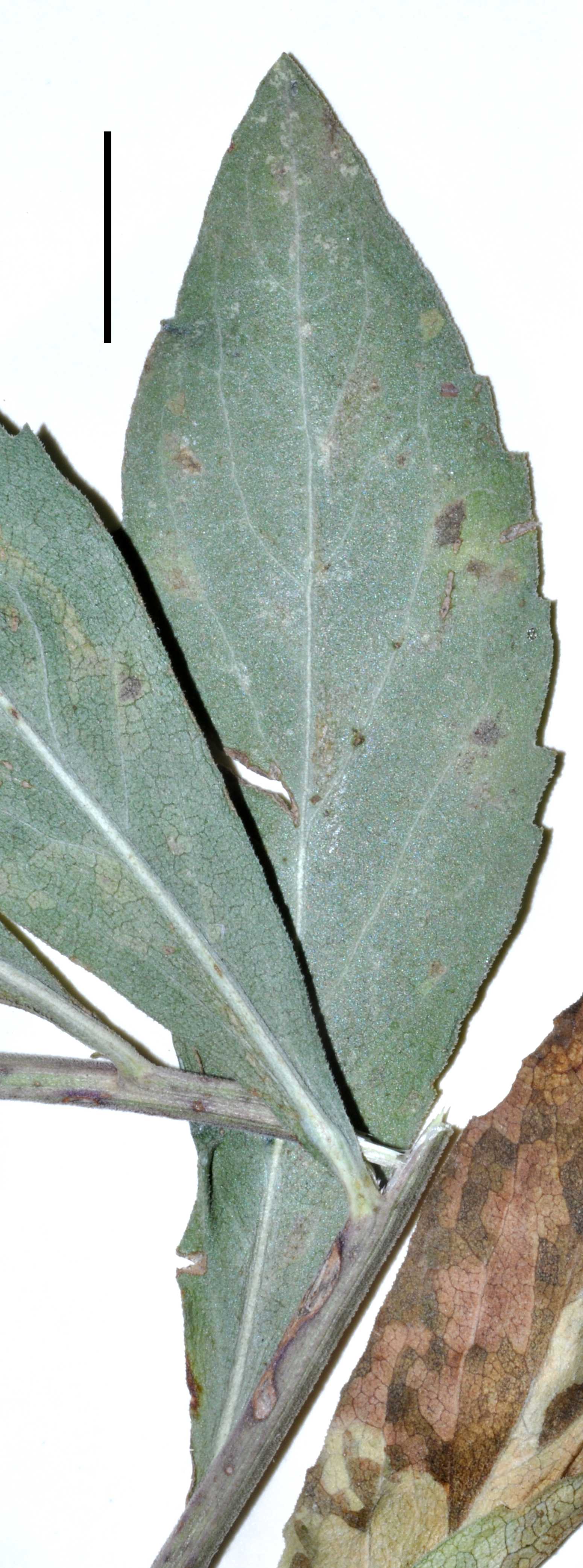 Solidago capulinensis Lowrey 2190 lf