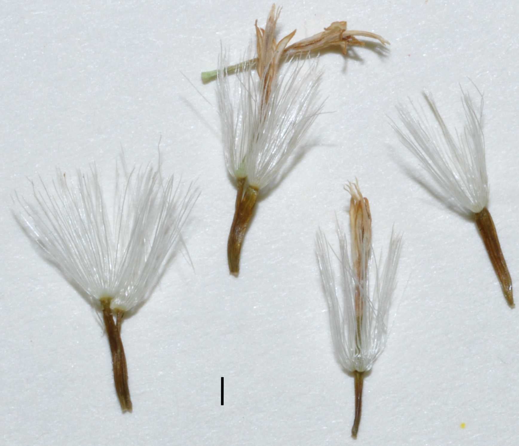 Solidago capulinensis Lowrey 2190-E frt