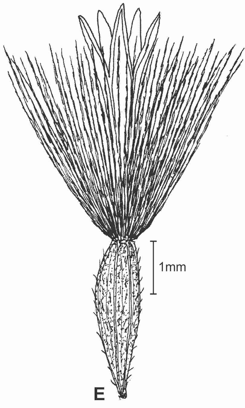 Solidago faucibus frt drawing JCS