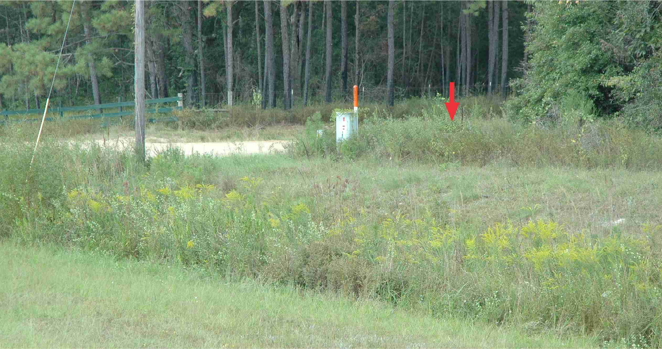 Solidago gracillima habitat S & S 11836 GA