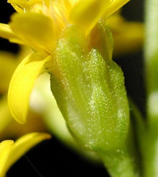 Solidago lancifolia S 11130 cult Waterloo glandular phylls