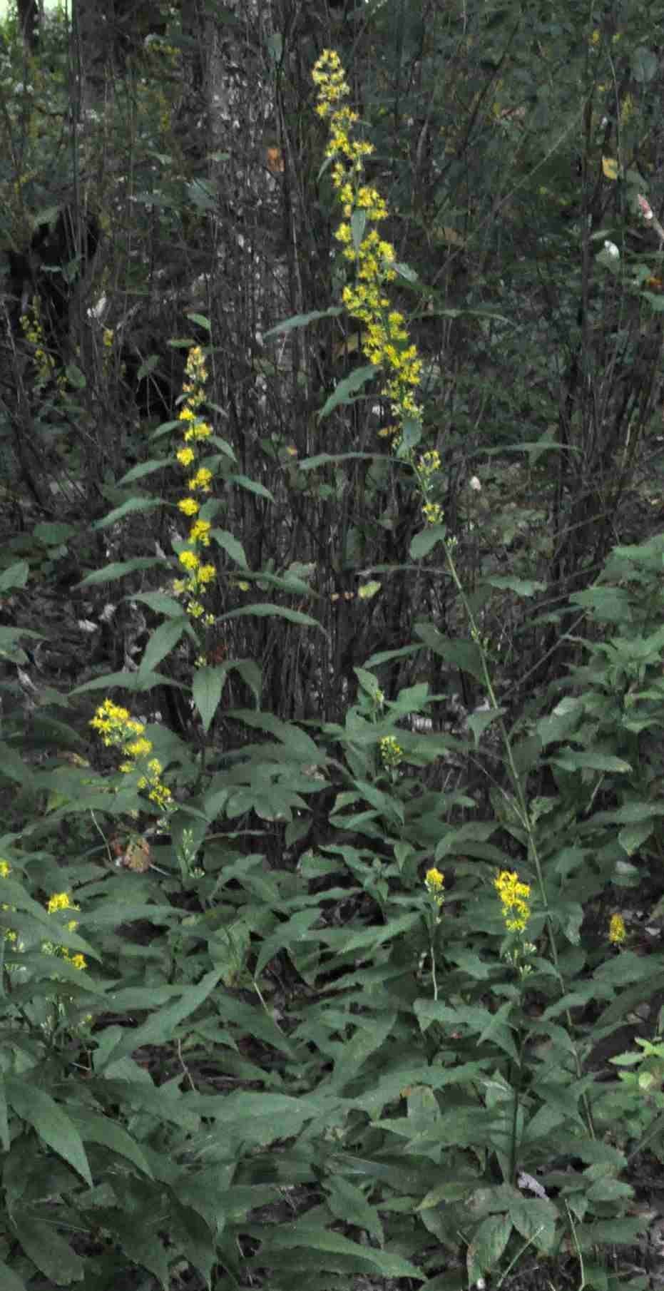 Solidago lancifolia tall shoots Grandfather Mt. NC