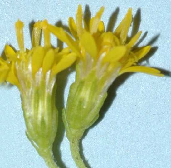 Solidago lepida S 11369 MT