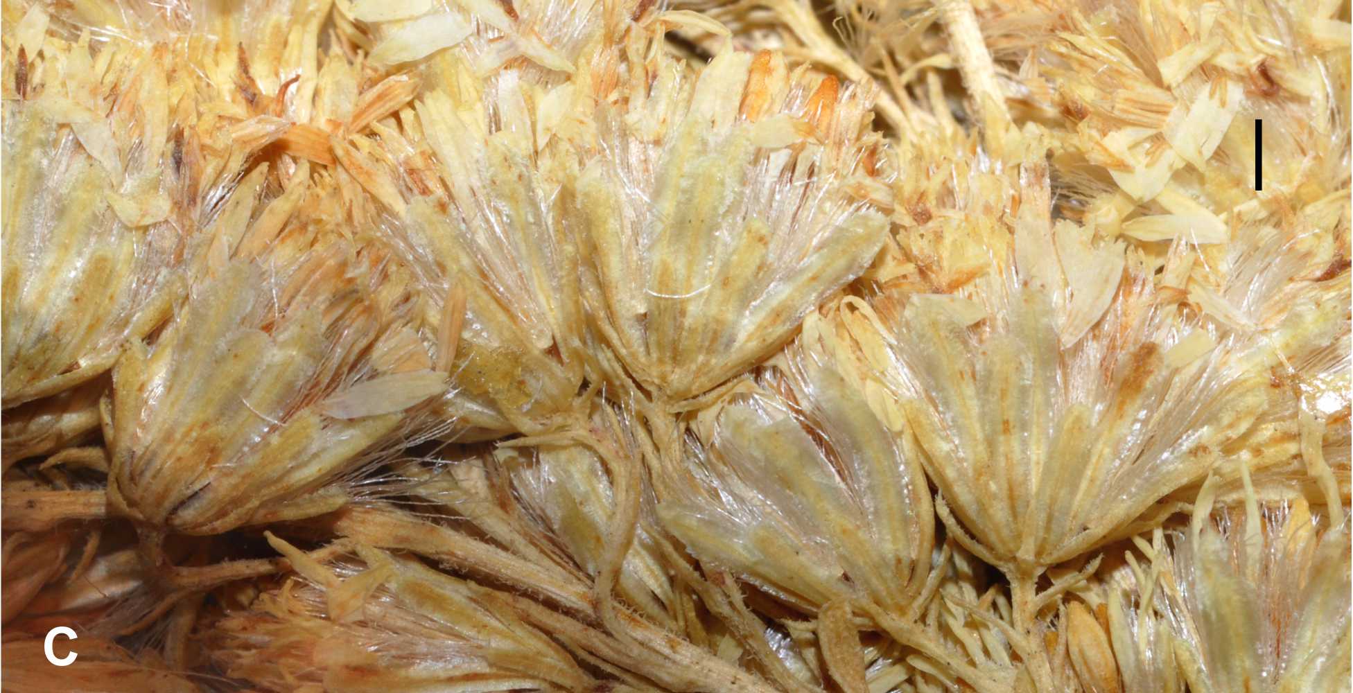 Solidago macvaughii heads HT Semple 2018