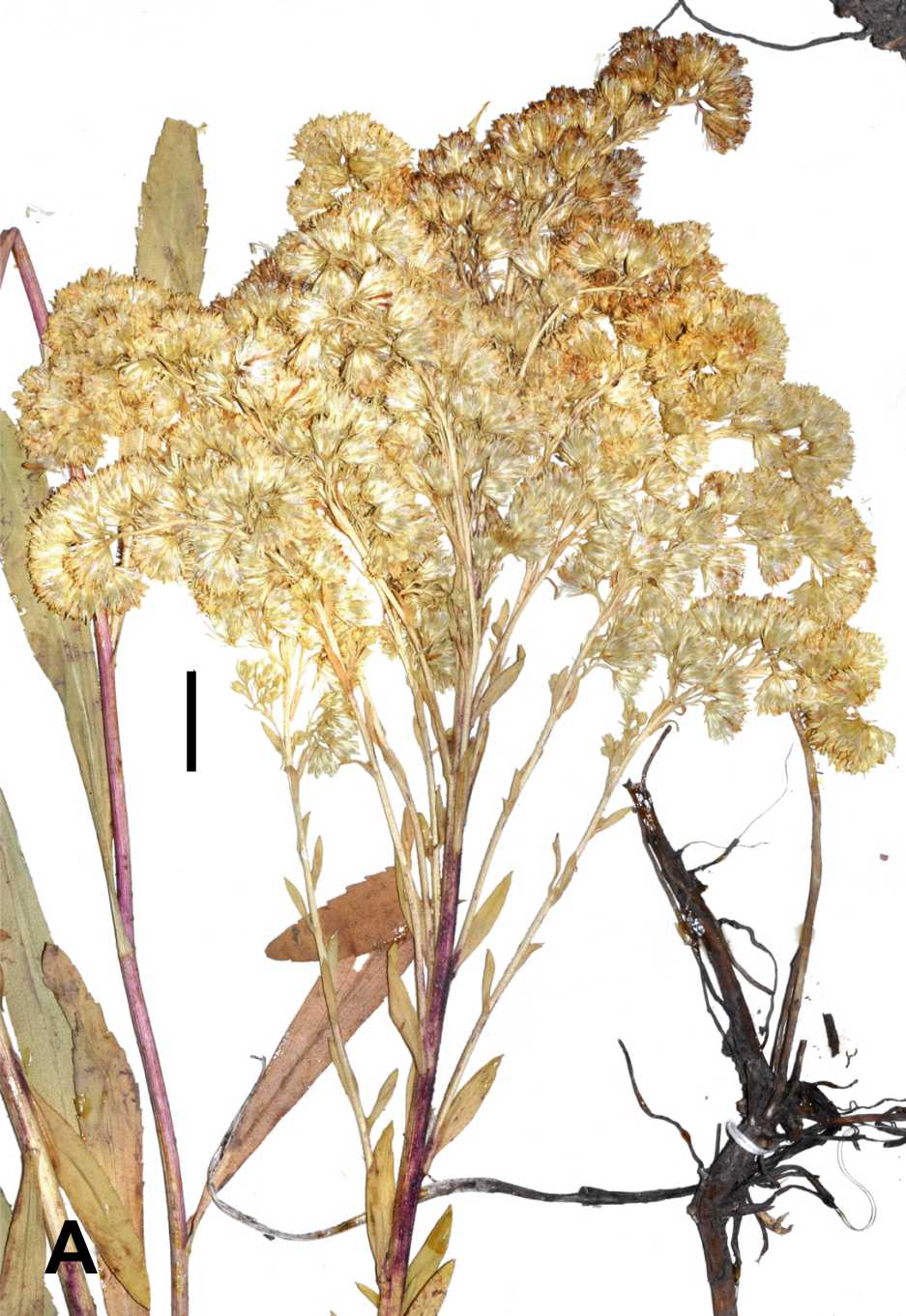 Solidago macvaughii inflor HT Semple 2018