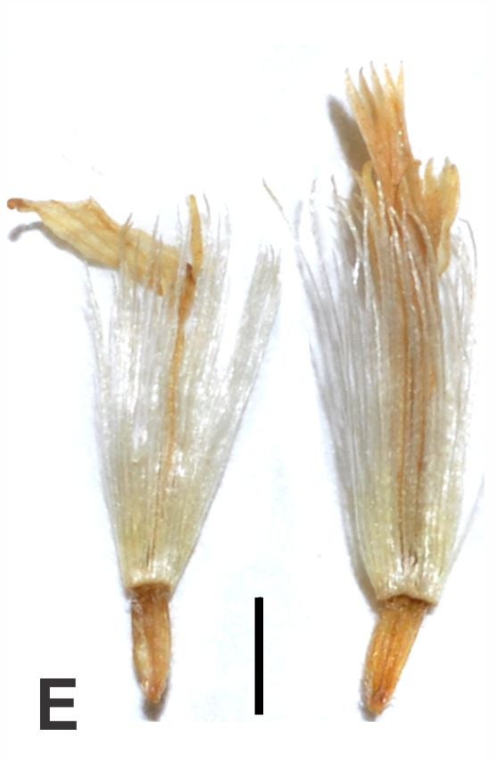 Solidago maya florets Semple 2026 Fig E