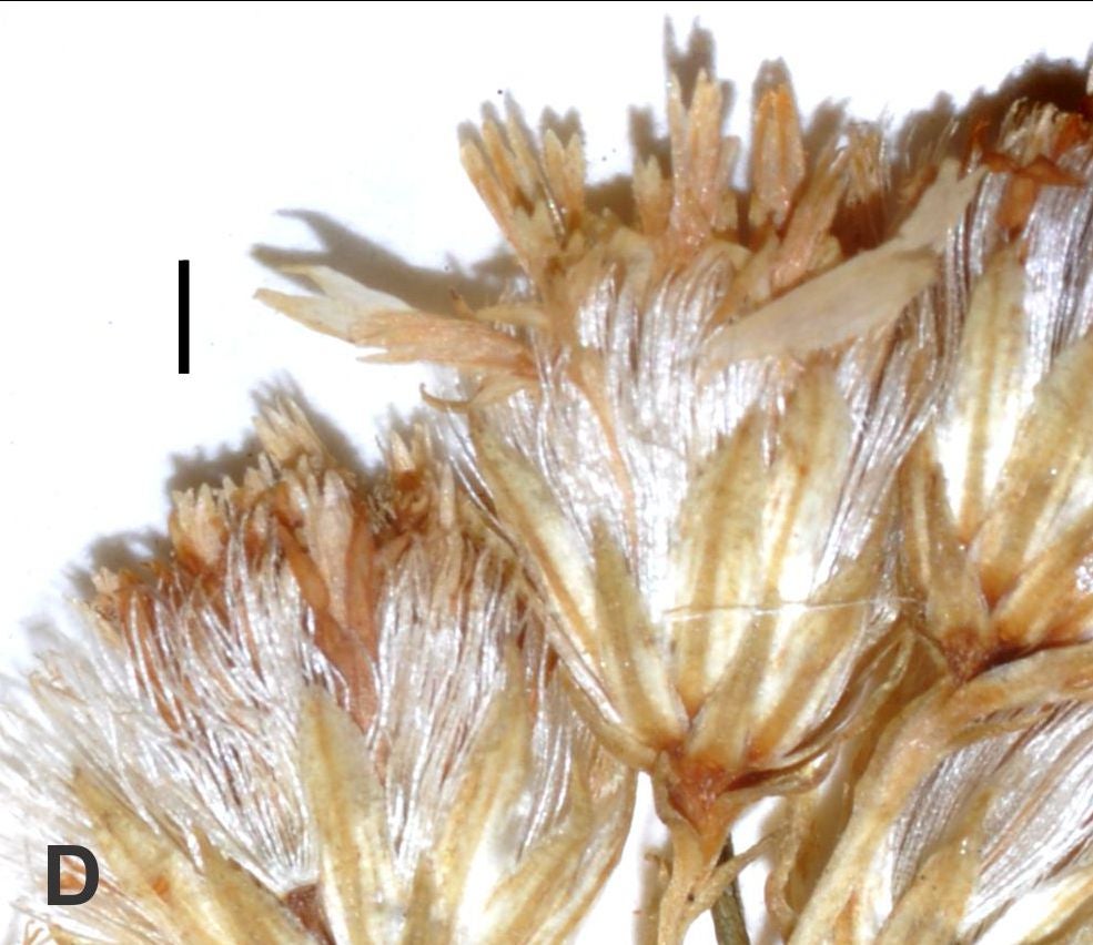 Solidago maya heads Semple 2016 Fig