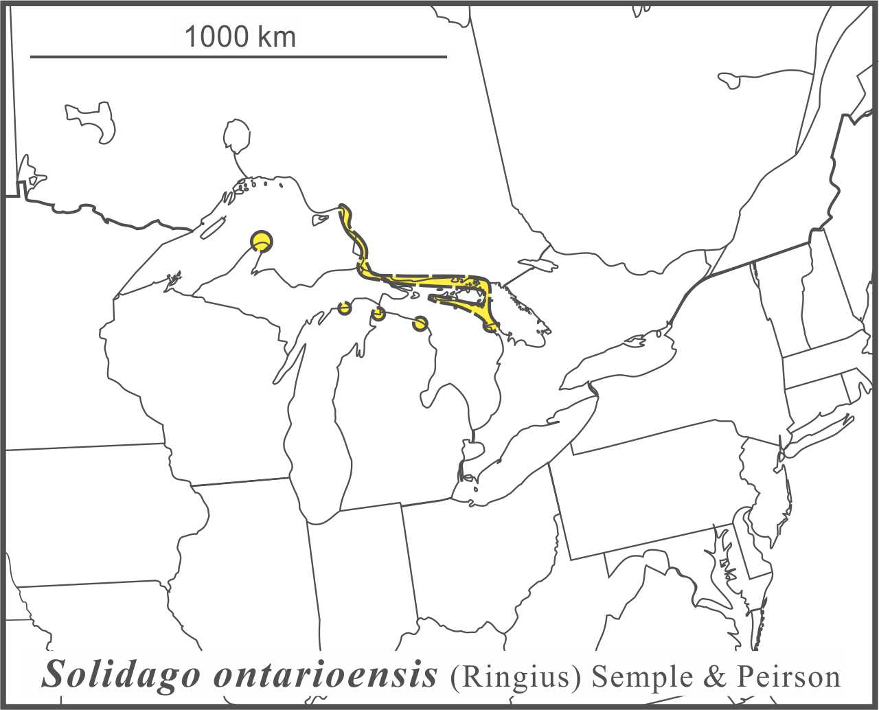 Solidago ontarioensis range JCS