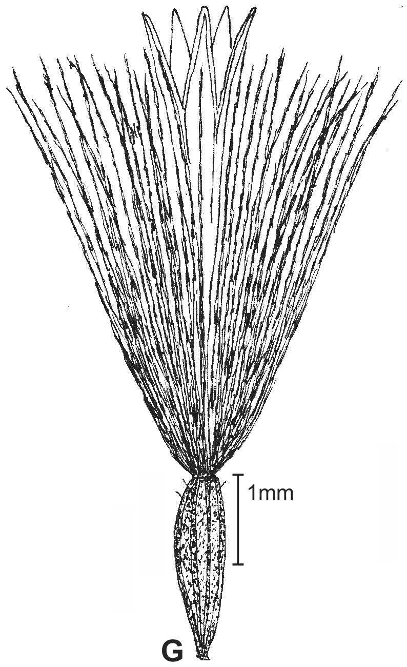 Solidago pacifica frt drawing JCS