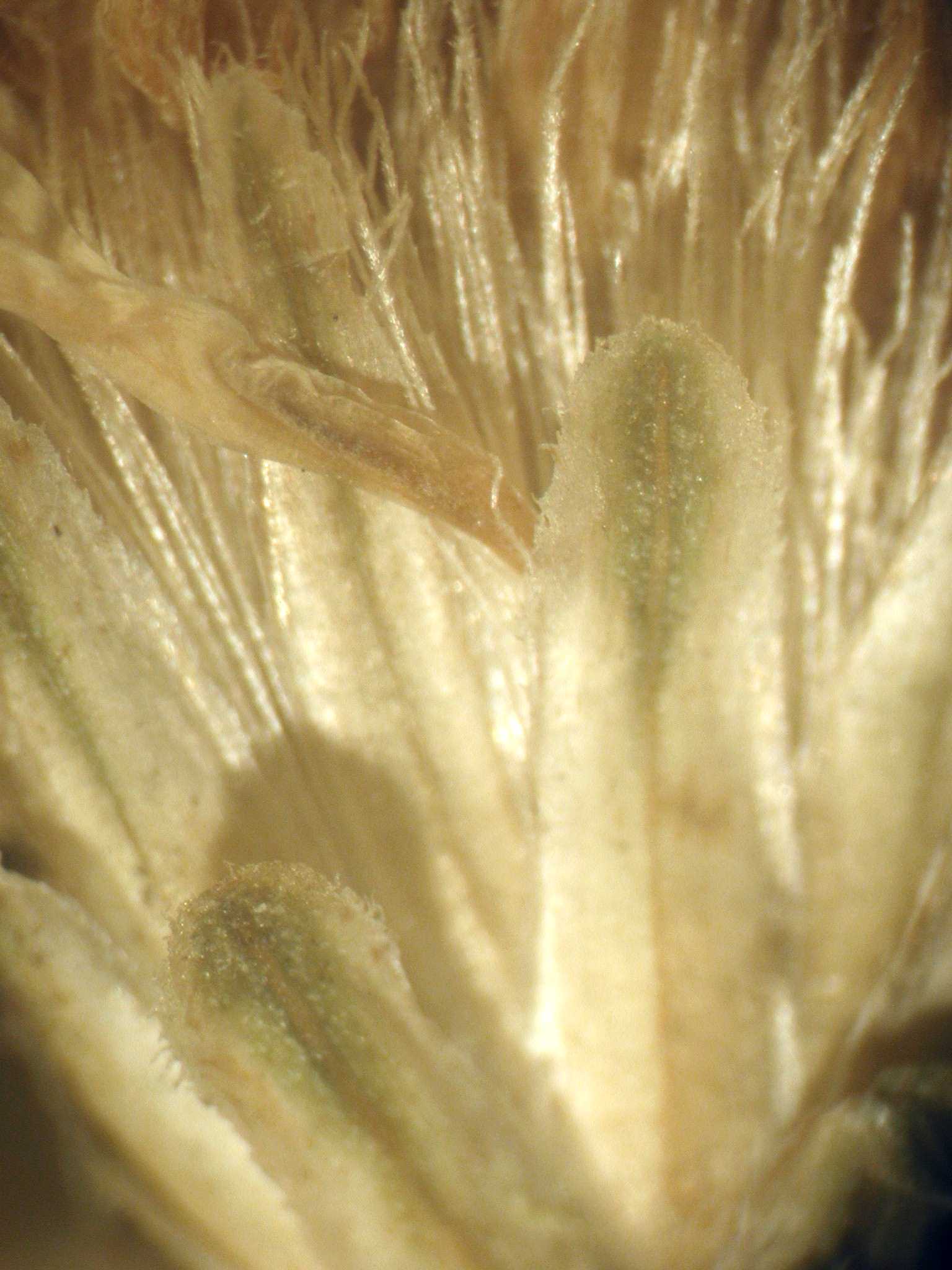 Solidago pacifica Skvortsov sn MO phylls