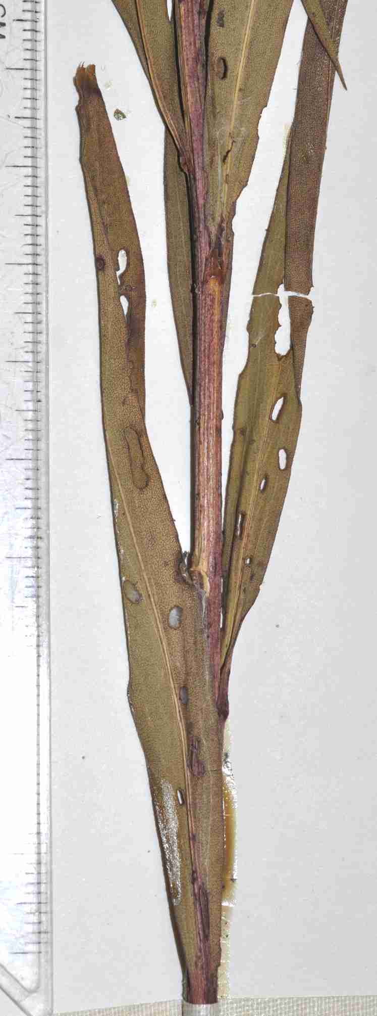 Solidago paniculata mid-upper stem lvs Pringle 9962 F
