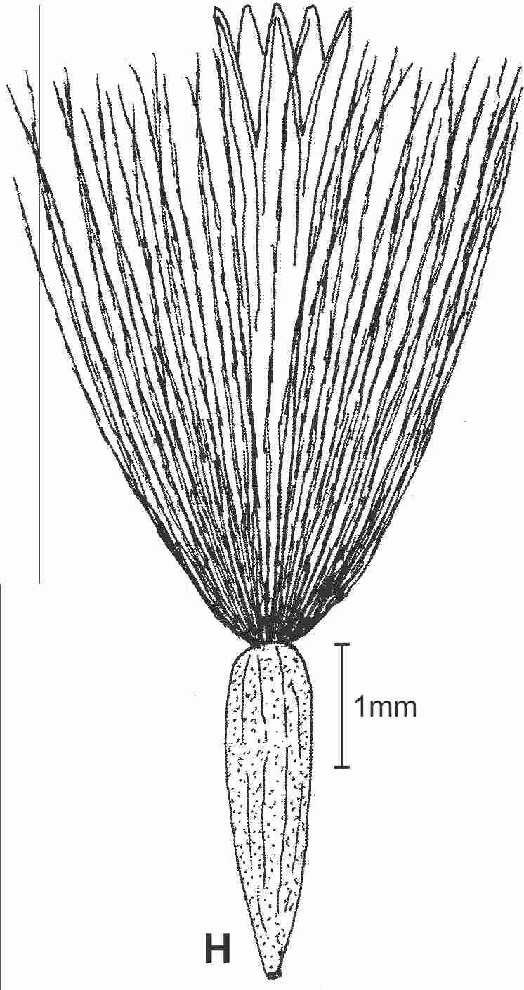 Solidago petiolaris var petiolaris frt drawing JCS