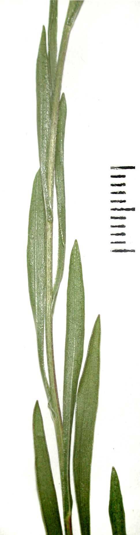 Solidago ptarmicoides Semple 1911 mid stem and leaves