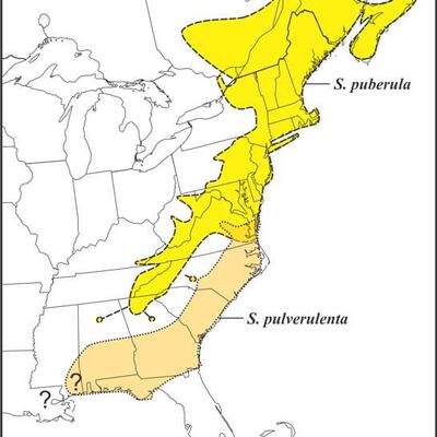 Solidago puberula pulverulenta ranges draft JCS