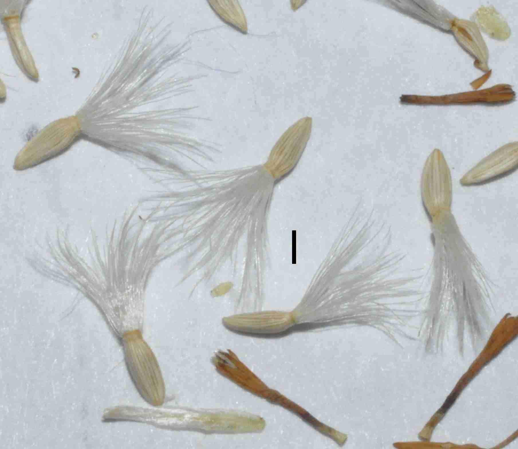 Solidago rigida ssp humilis frts NA14173