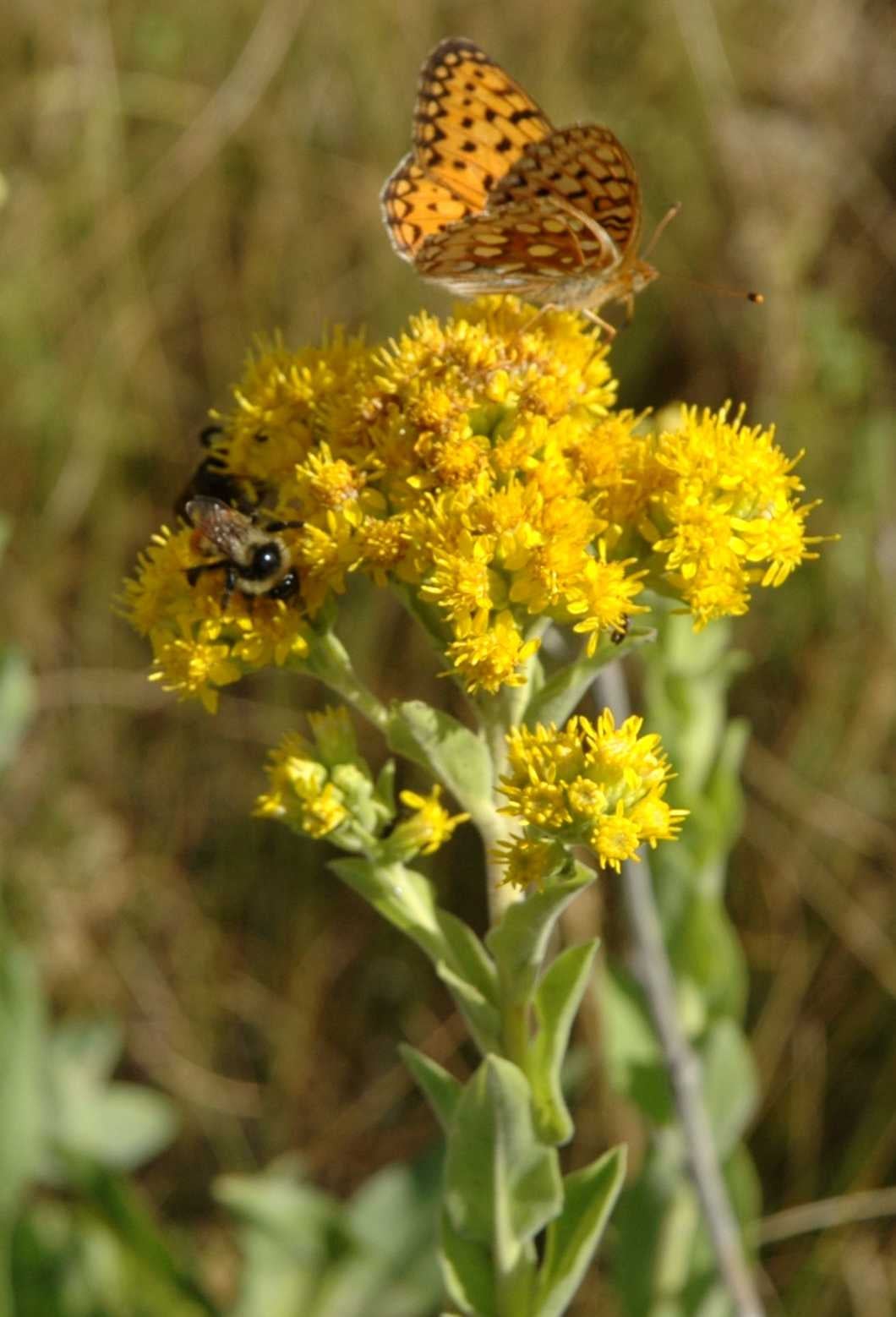 Solidago rigida humilis Semple 11410 inflor