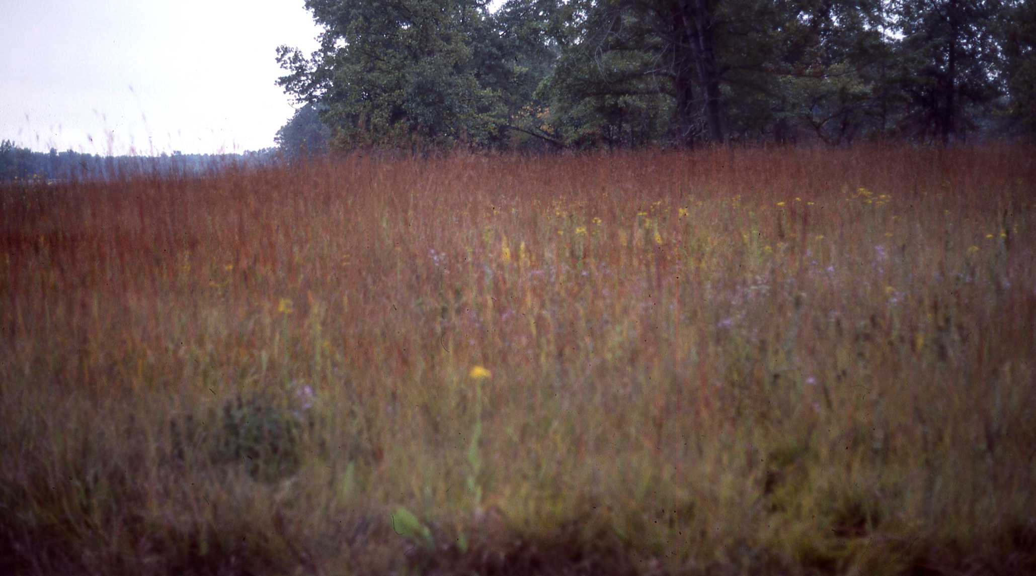 Solidago rigidiuscula habitat, S 6794, Ontario