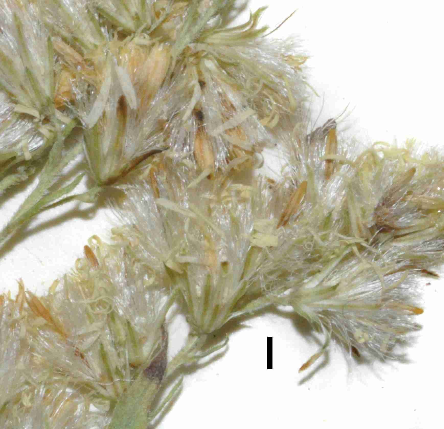 Solidago shortii hds JCS