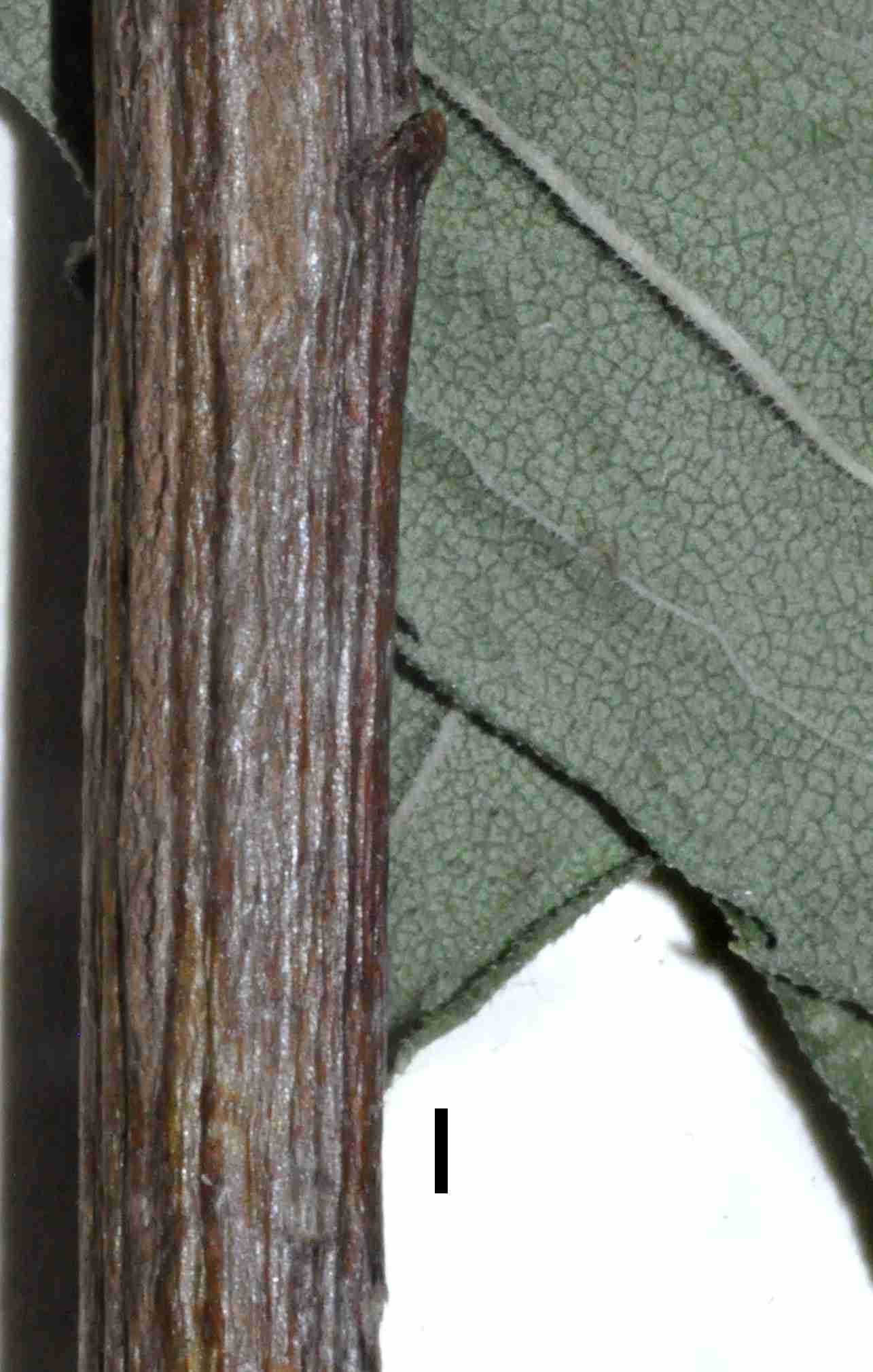 Solidago shortii lower stem JCS