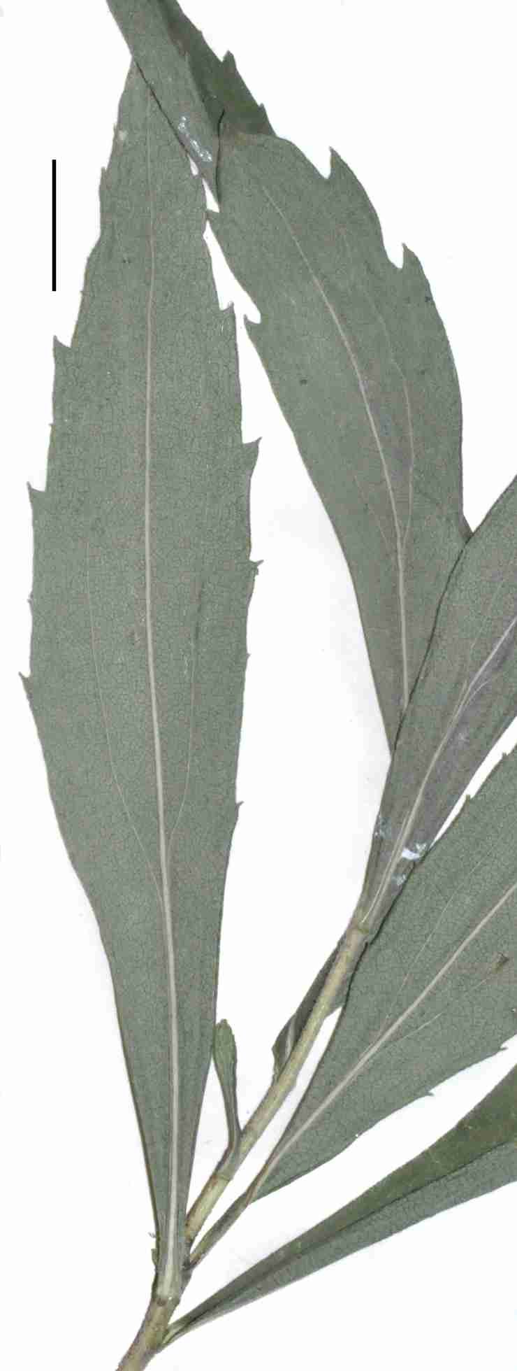 Solidago shortii lvs JCS