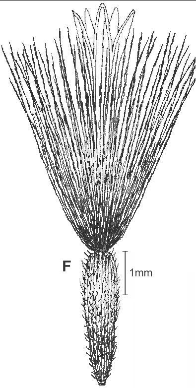 Solidago villosicarpa fruit drawing JCS