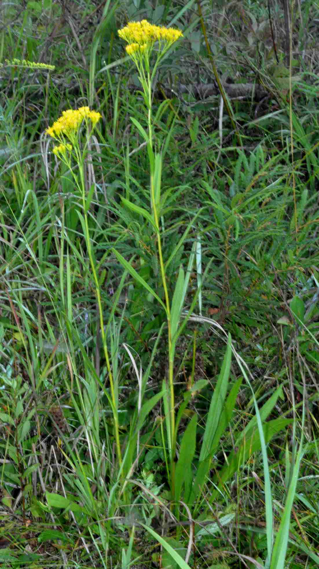 Solidago vossii habit Michigan