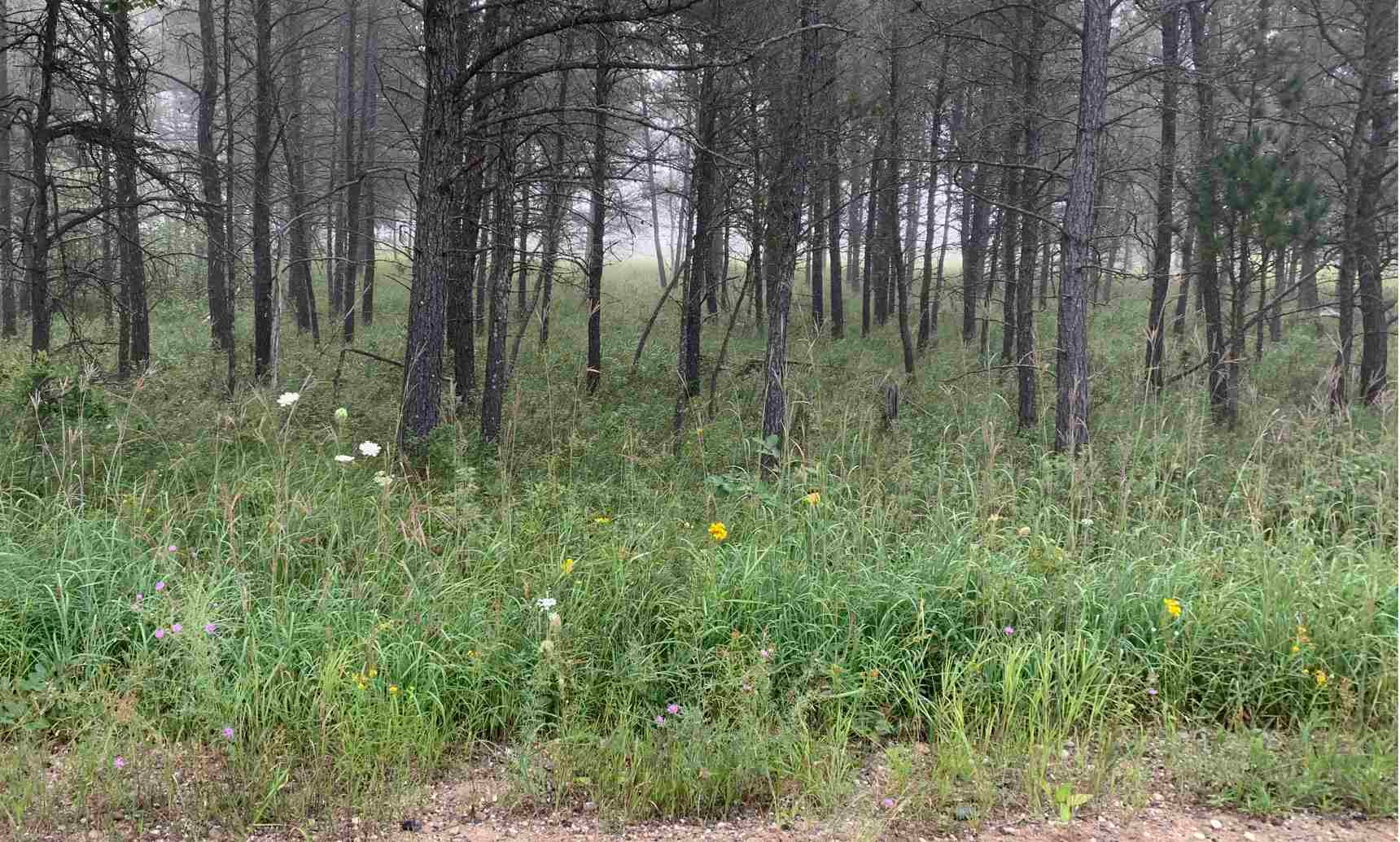 Solidago vossii habitat