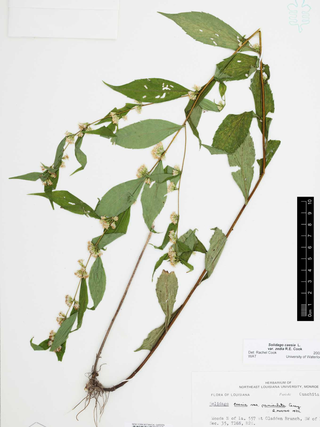 Solidago zedia Thomas 32213 NY 