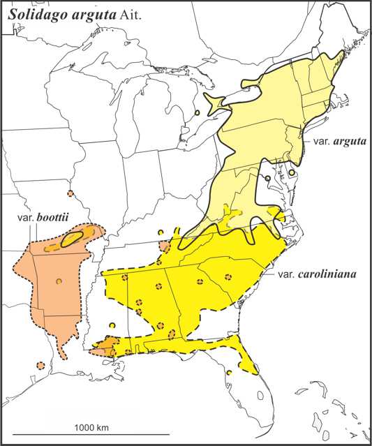 Solidago arguta range Semple draft