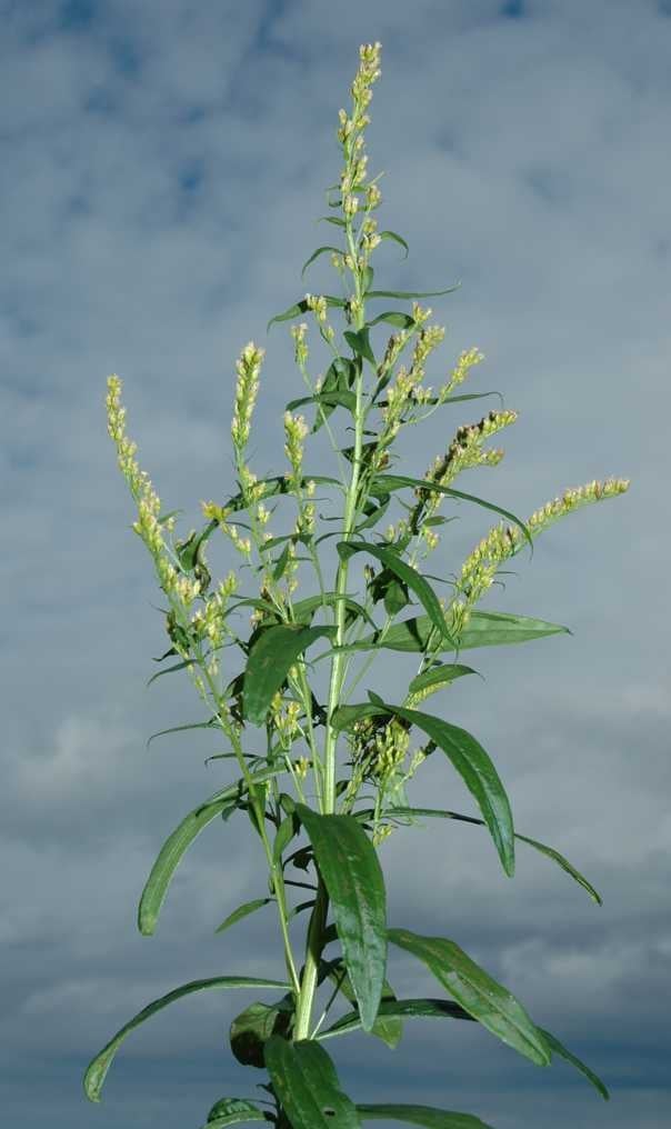 Solidago brendiae, lax inflorescence, S 11434, Gaspé, Québec
