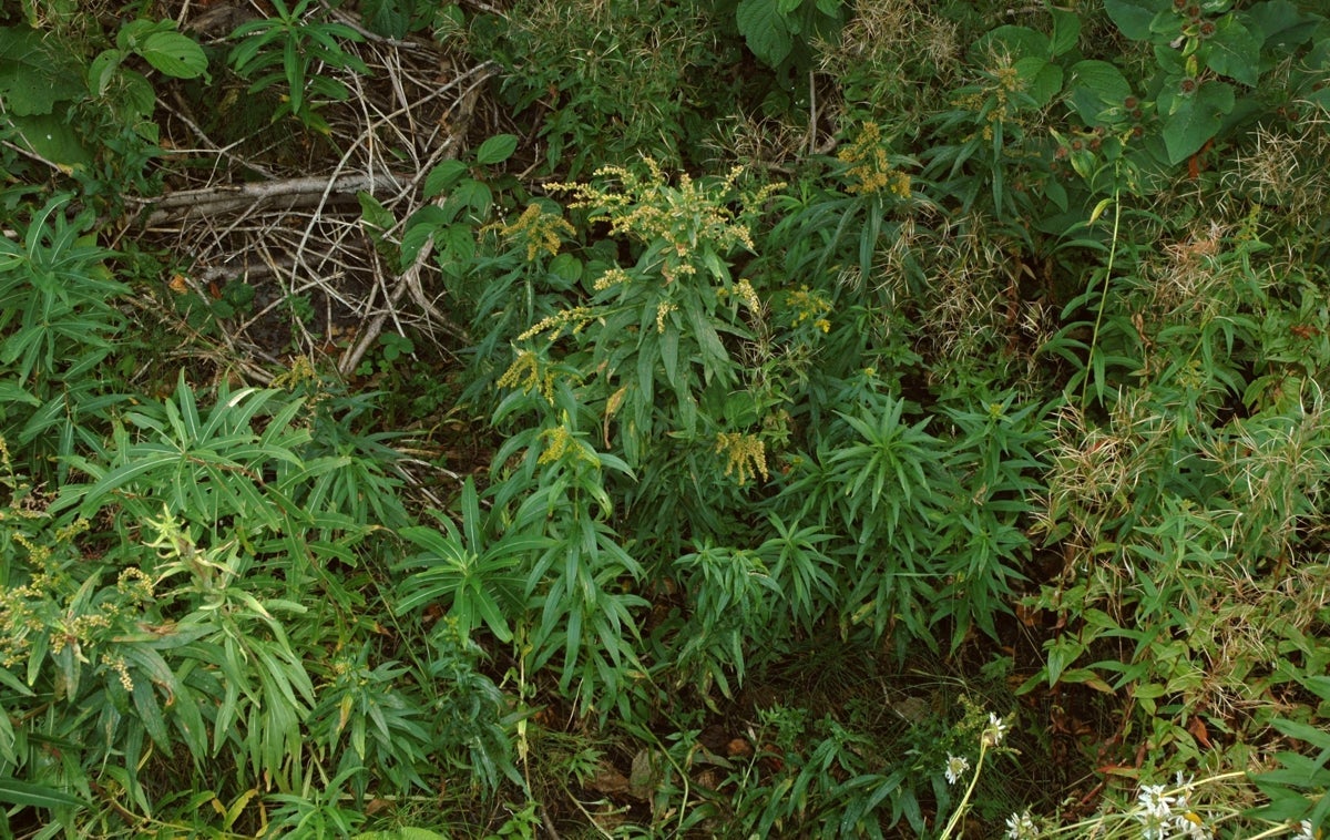Solidago brendae, habit, S 11434, Gaspé, Québec