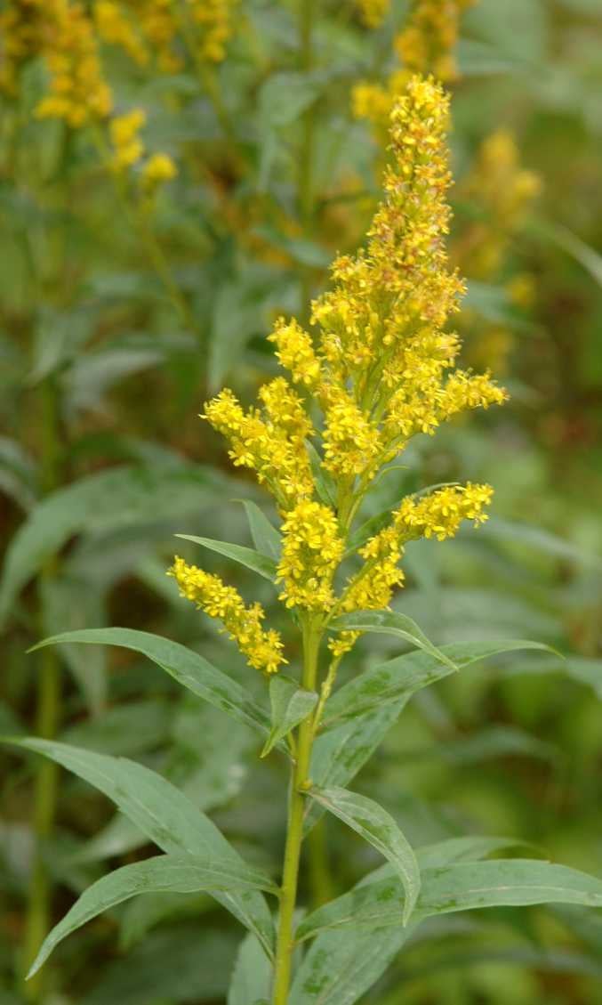 Solidago brendae, small S. elongata-like inflorescence, S 11437, Gaspé, Québec