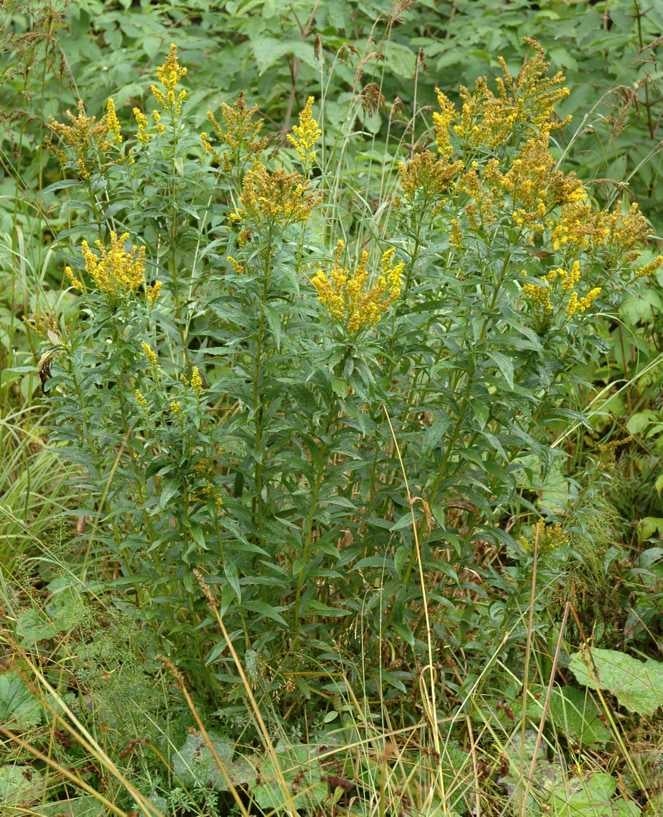 Solidago brendae,  type, S 11437, Gaspé, Québec