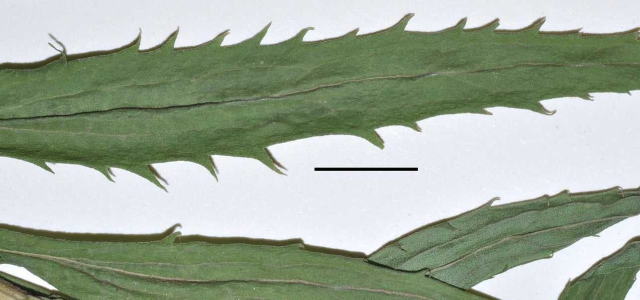 Solidago brendae,  leaf serrations, S 11471Prince Edward Island