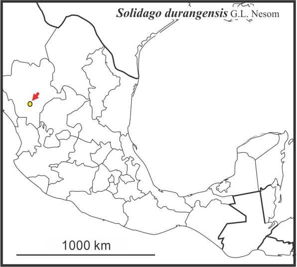 Solidago durangensis range Semple