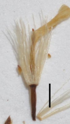 Solidago minutissima ray floret fruit Murata 483 KYO