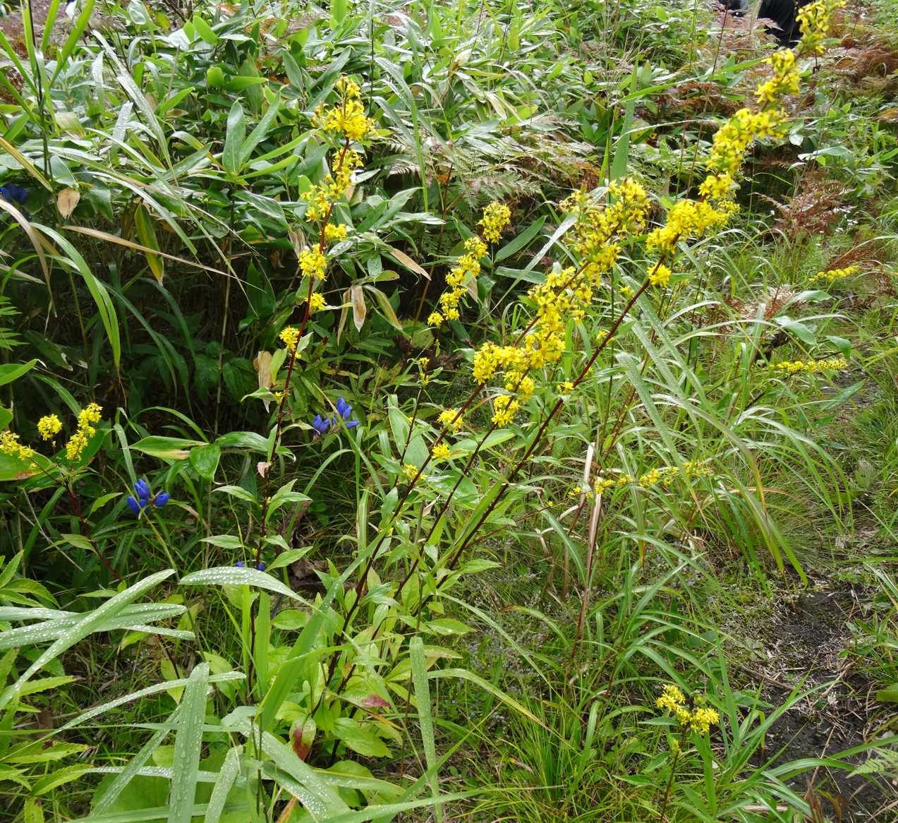 Solidago pacifica, Teshio, NW Hokkaido, Japan, photo by Yuzu Sakata
