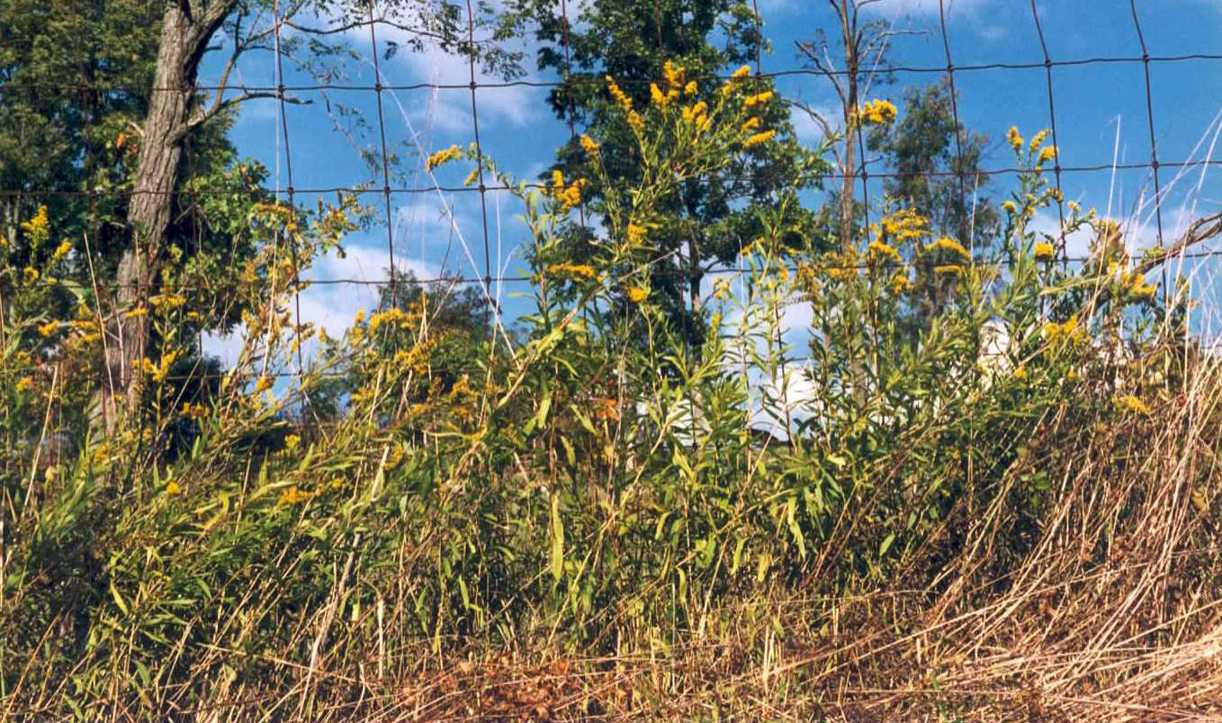 Solidago shortii, site 7 Robertson Co., KY, photo by Pat Calie 