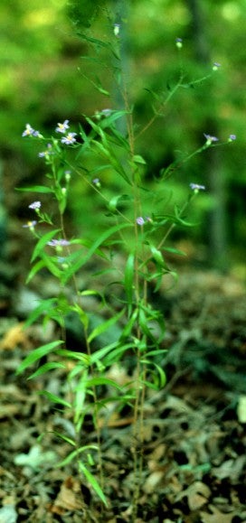 Symphyotrichum turbinellum shoot MO