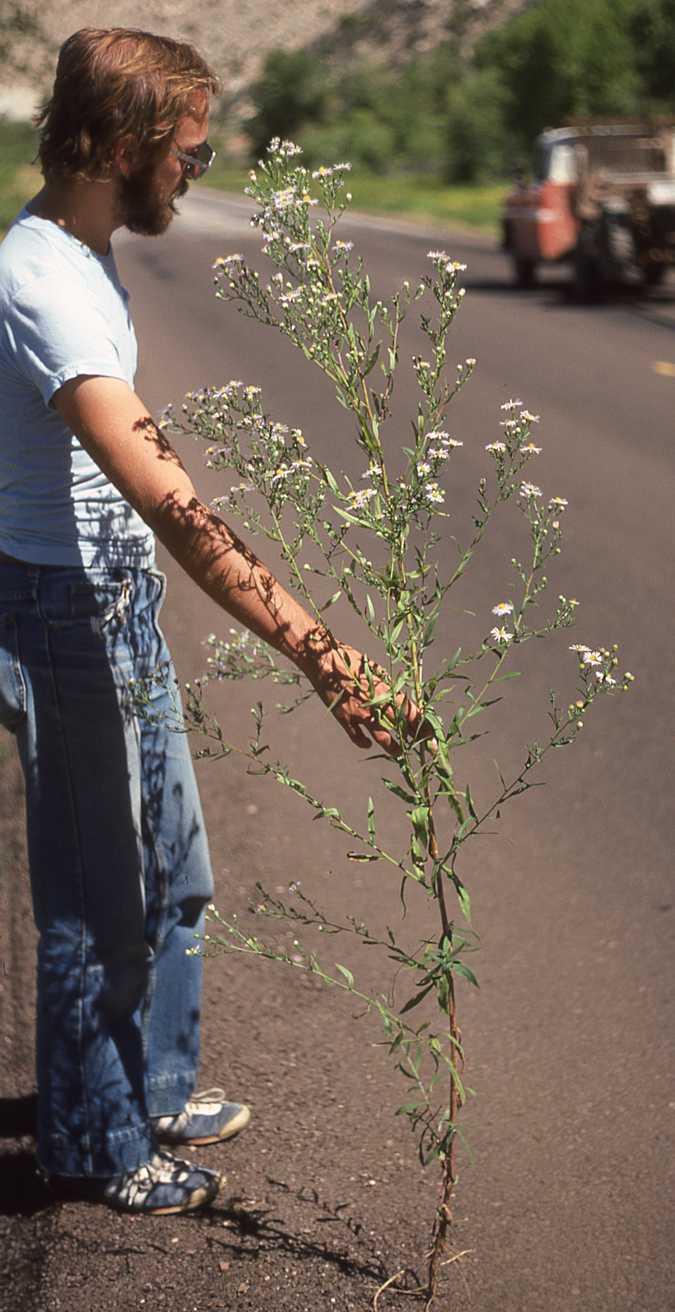 Symphyotrichum lanceolatum var. hesperium 4444 WY