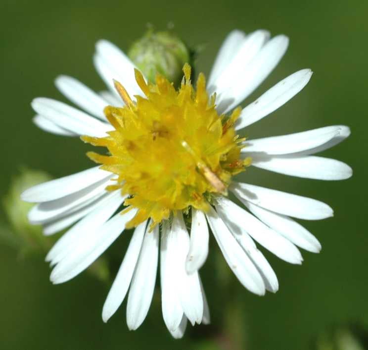 Symphyotrichum lanceolatum var hirsuticaule head