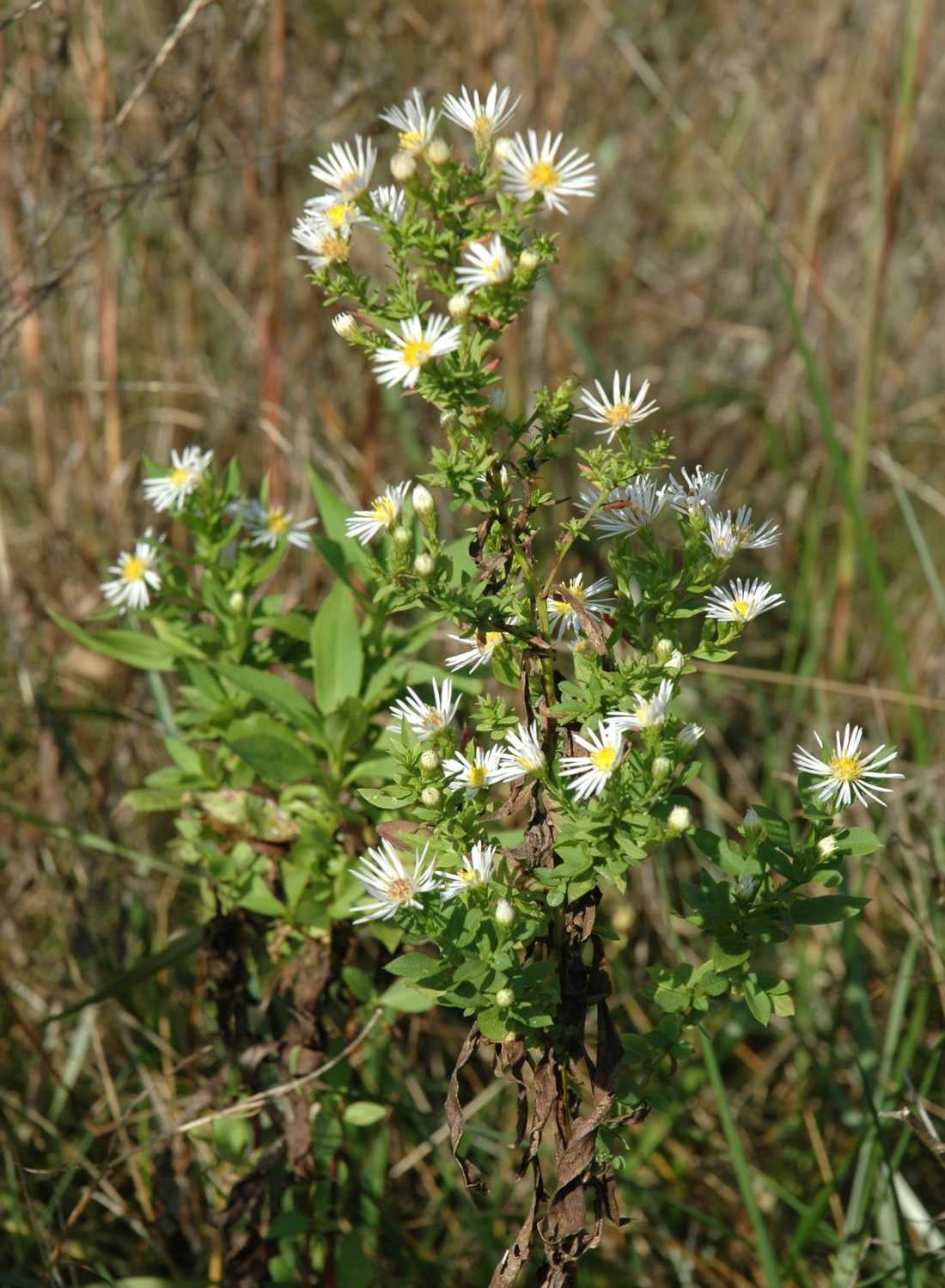 Symphyotrichum lanceolatum latifolium inflor MD