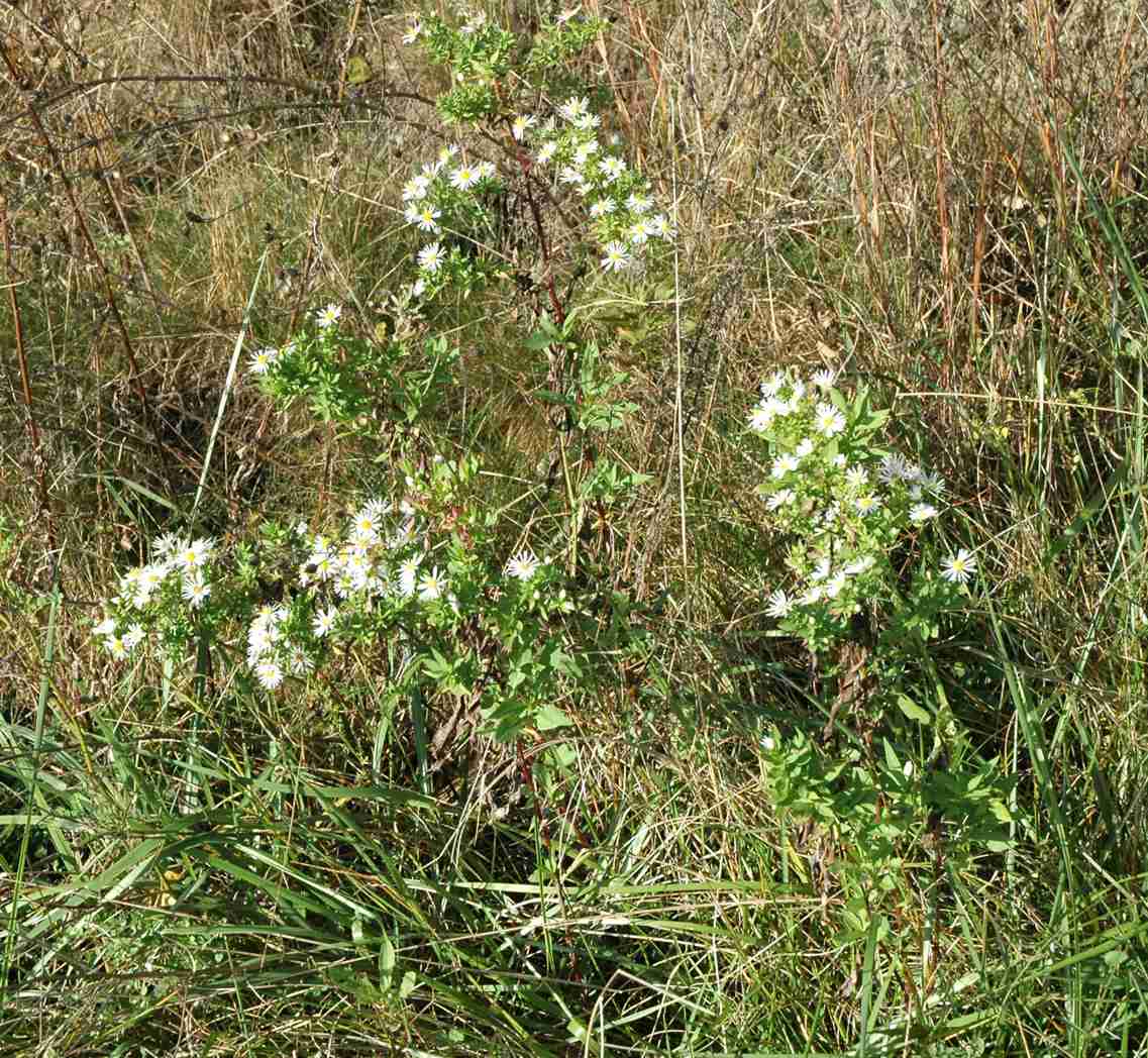 Symphyotrichum lanceolatum latifolium MD