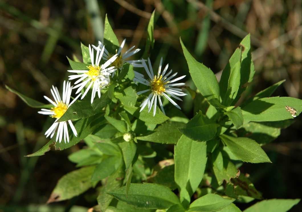 Symphyotrichm lanceolatum var latifolium lvs hds, MD