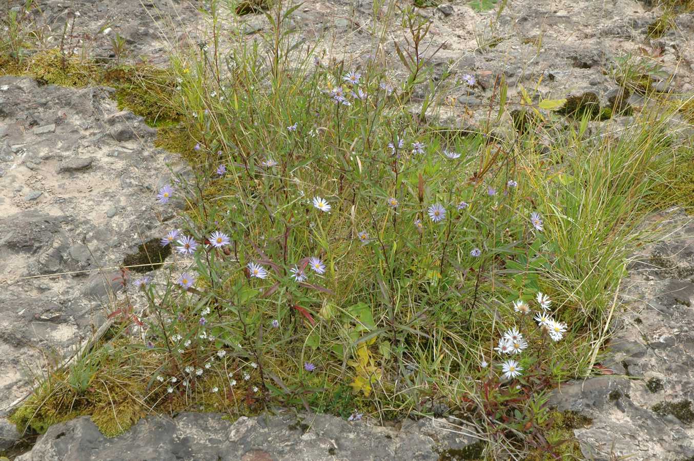 Symphyotrichm novi-belgii, wild on rocks of river, New Brunswick