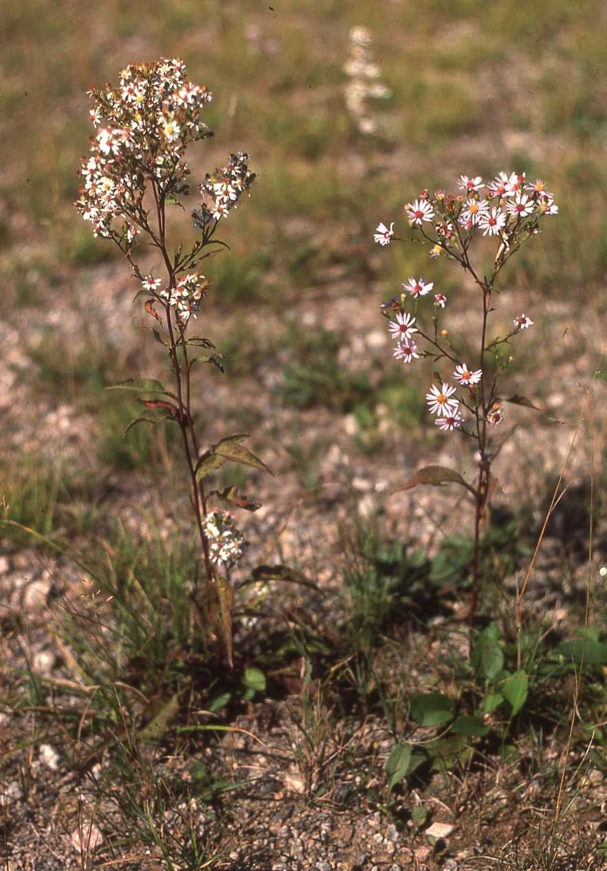 Symphyotrichum ciliolatum S 3698-3699, Ontario
