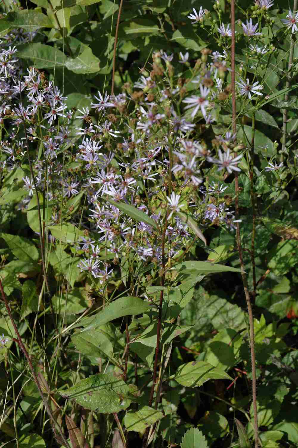 Symphyotrichum ciliolatum S 11440 Gaspesie